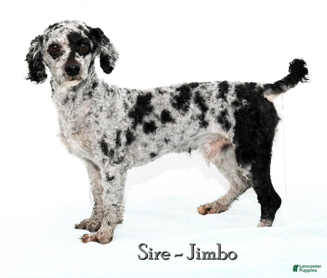 Havapoo dogs for sale: Elvis - Image 10