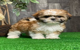Shih Tzu dogs for sale: Sunny - Image 2