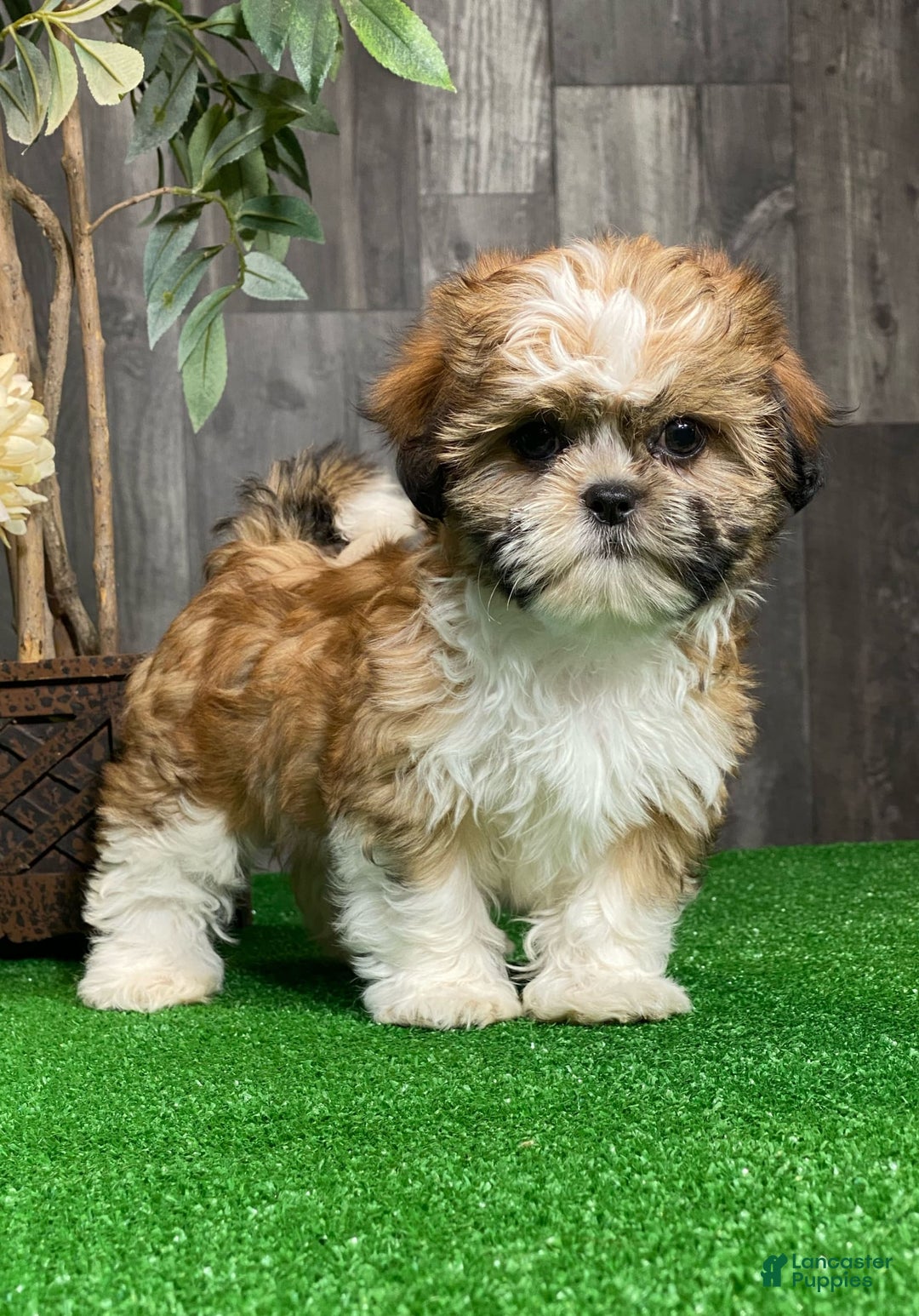 Shih Tzu dogs for sale: Sunny - Image 2