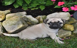 Pug dogs for sale: Sara - Image 3