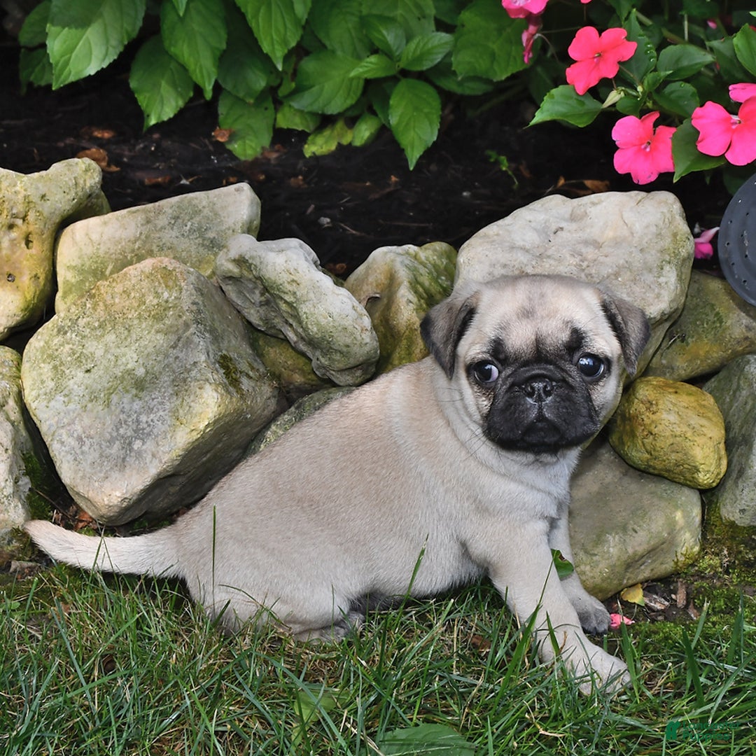 Pug dogs for sale: Sara - Image 3