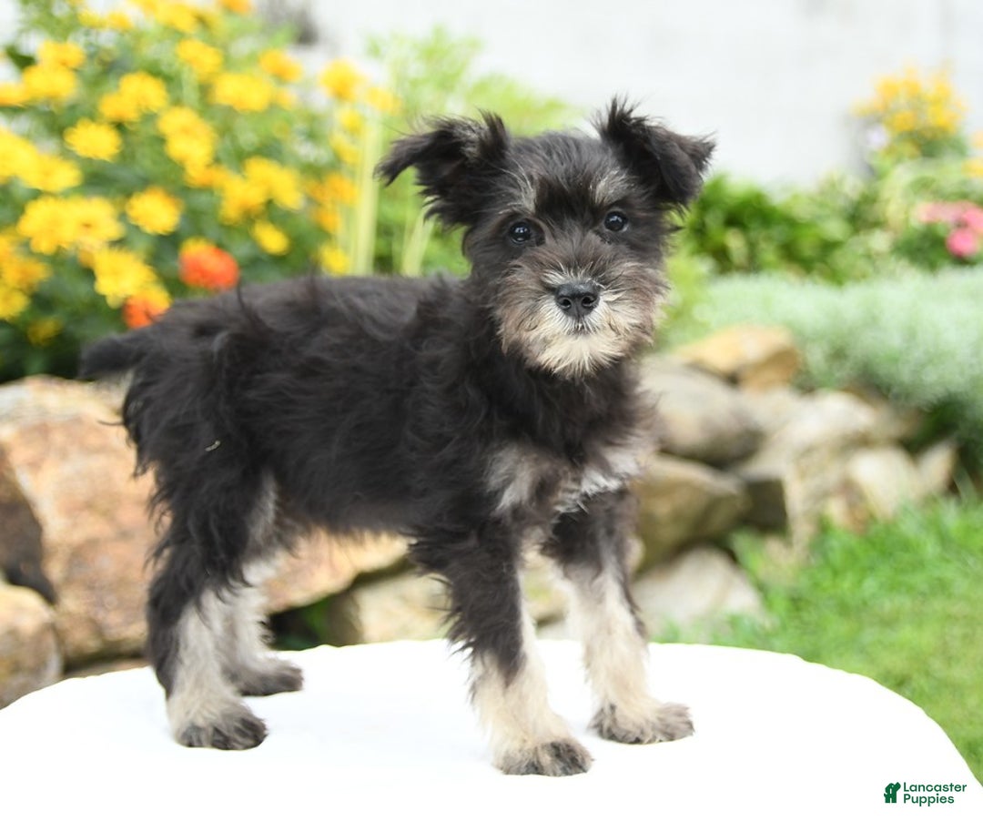 Miniature Schnauzer dogs for sale: Prairie - Image 3