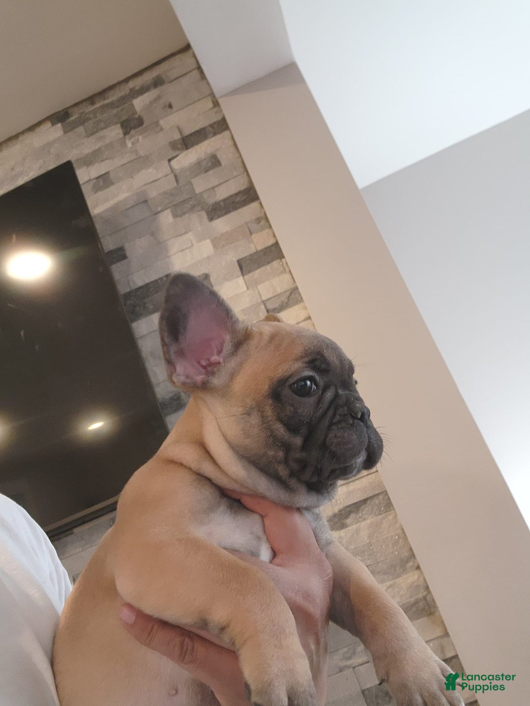 French Bulldog dogs for sale: Rochy - Image 1