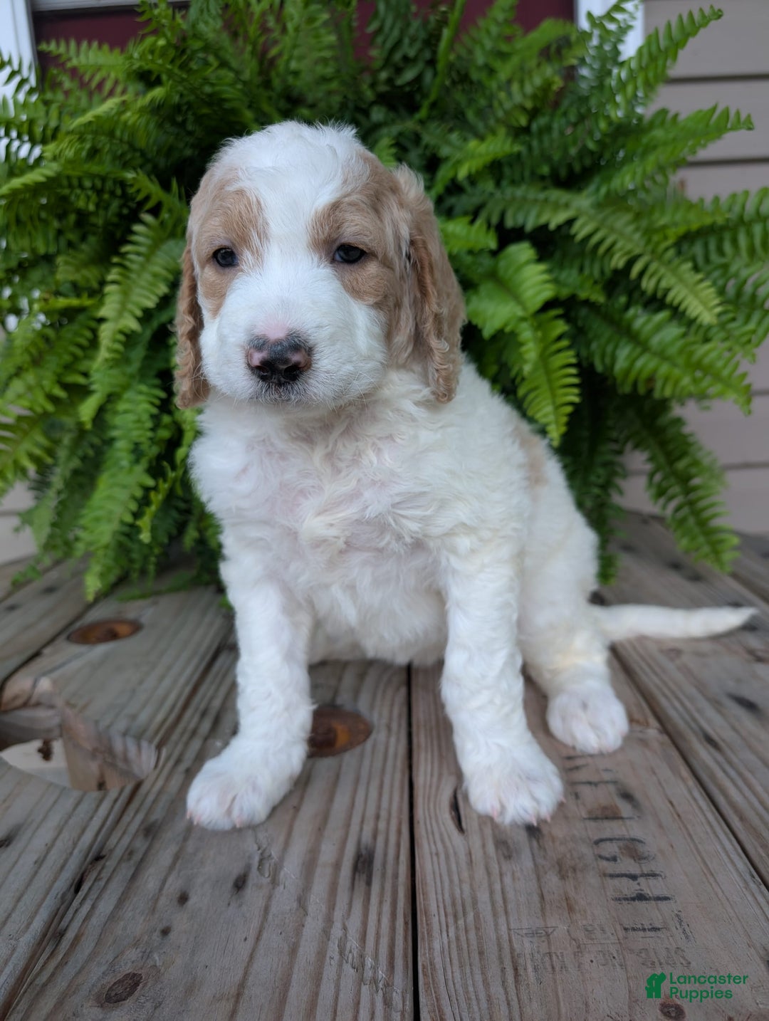 Goldendoodle dogs for sale: Sue - Image 4