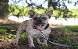 French Bulldog dogs for sale: Cade - Image 10