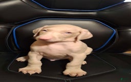 Doberman Pinscher dogs for sale: Attila - Image 1