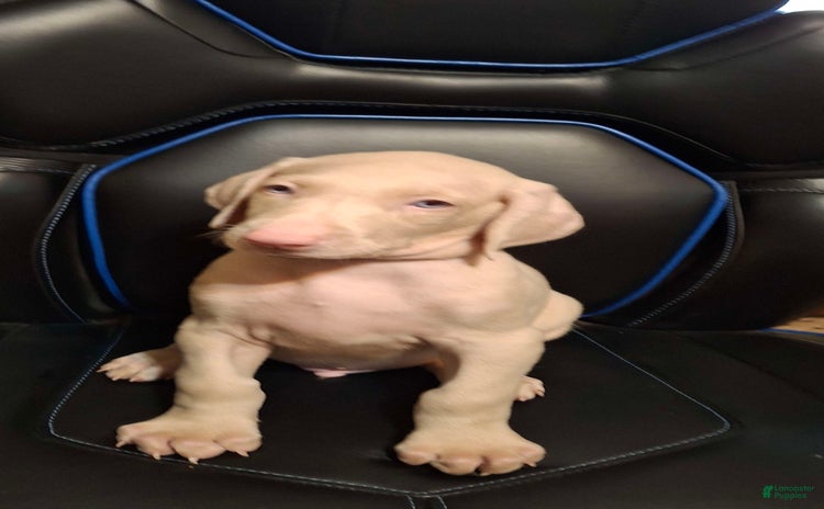Doberman Pinscher dogs for sale - Ad 3