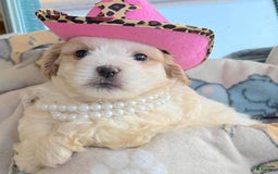 Teddy Bear dogs for sale: Annebelle - Image 5