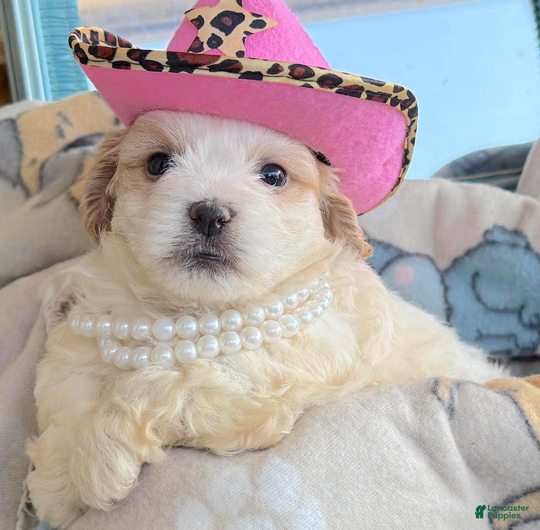 Teddy Bear dogs for sale: Annebelle - Image 5