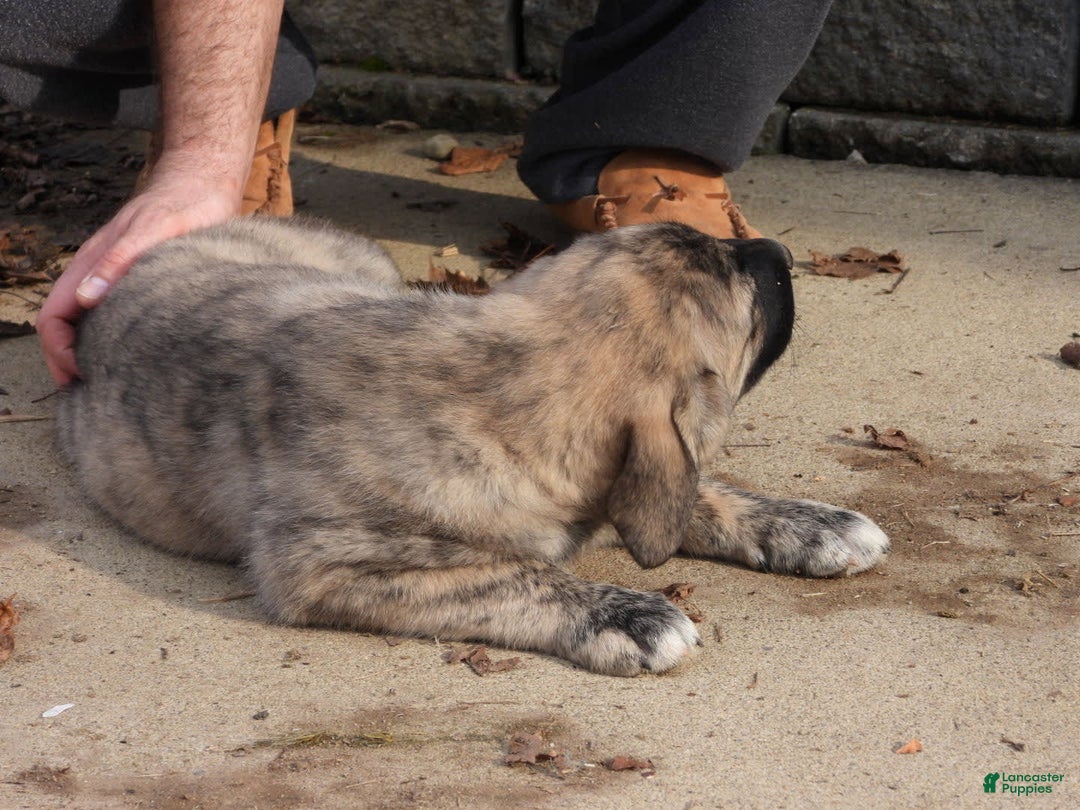 Anatolian Shepherd dogs for sale: Bell - Image 2