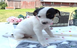 Jack Russell Terrier dogs for sale: Flower - Image 2