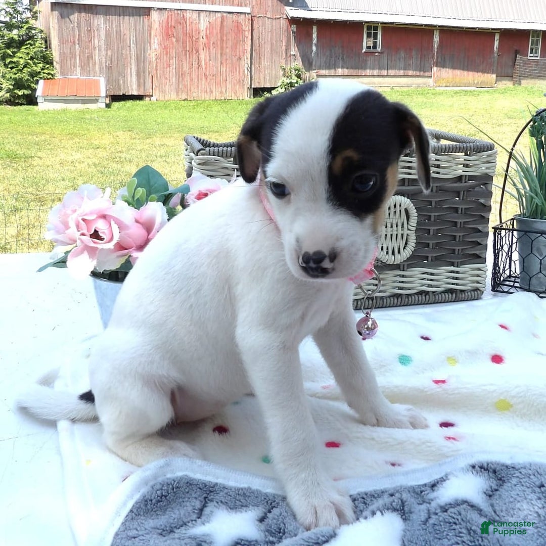 Jack Russell Terrier dogs for sale: Flower - Image 2