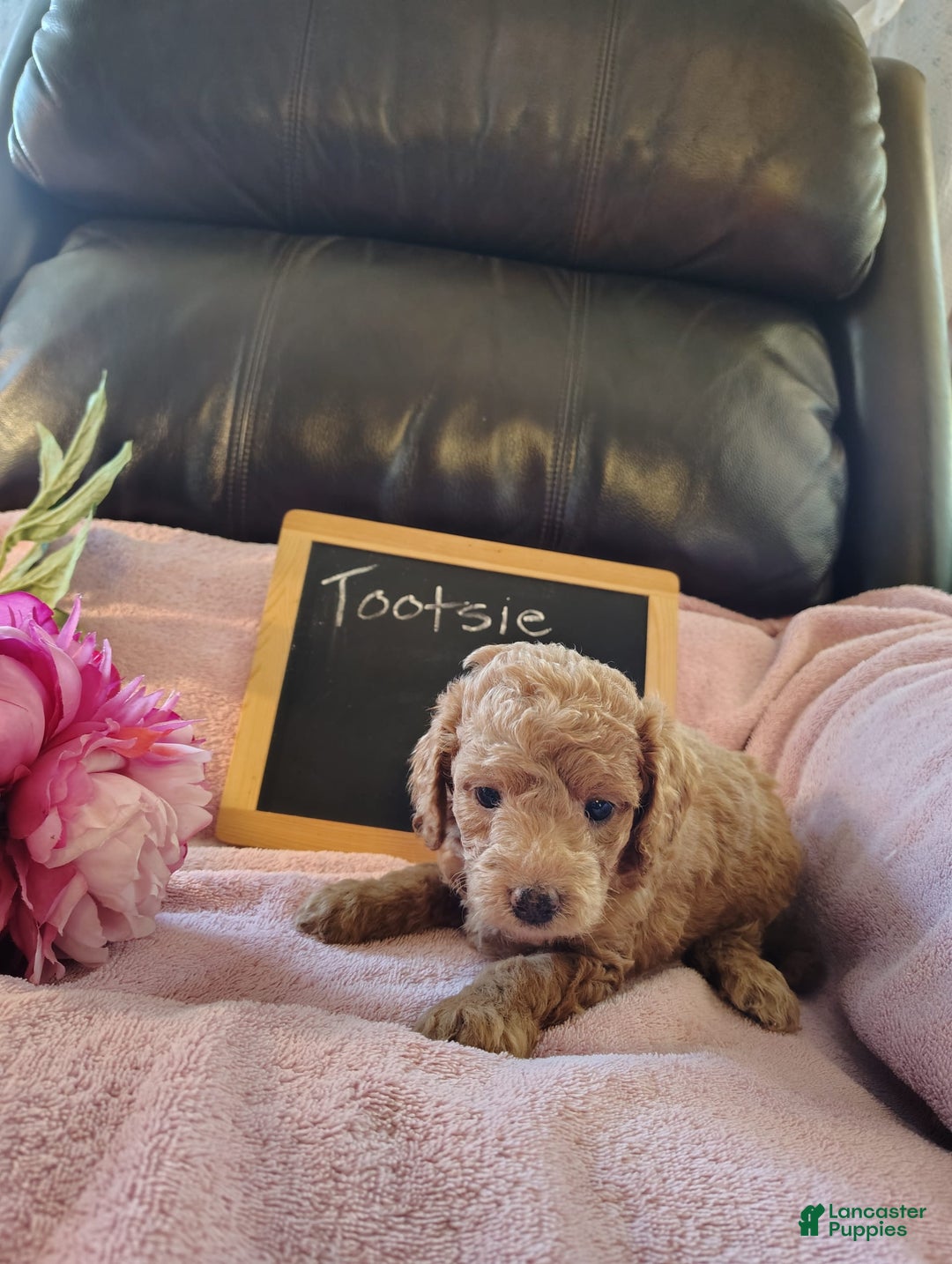 Mini Goldendoodle dogs for sale: Tootsie - Image 5
