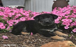 German Shepherd dogs for sale: German Shepherd 5 puppies - Image 7