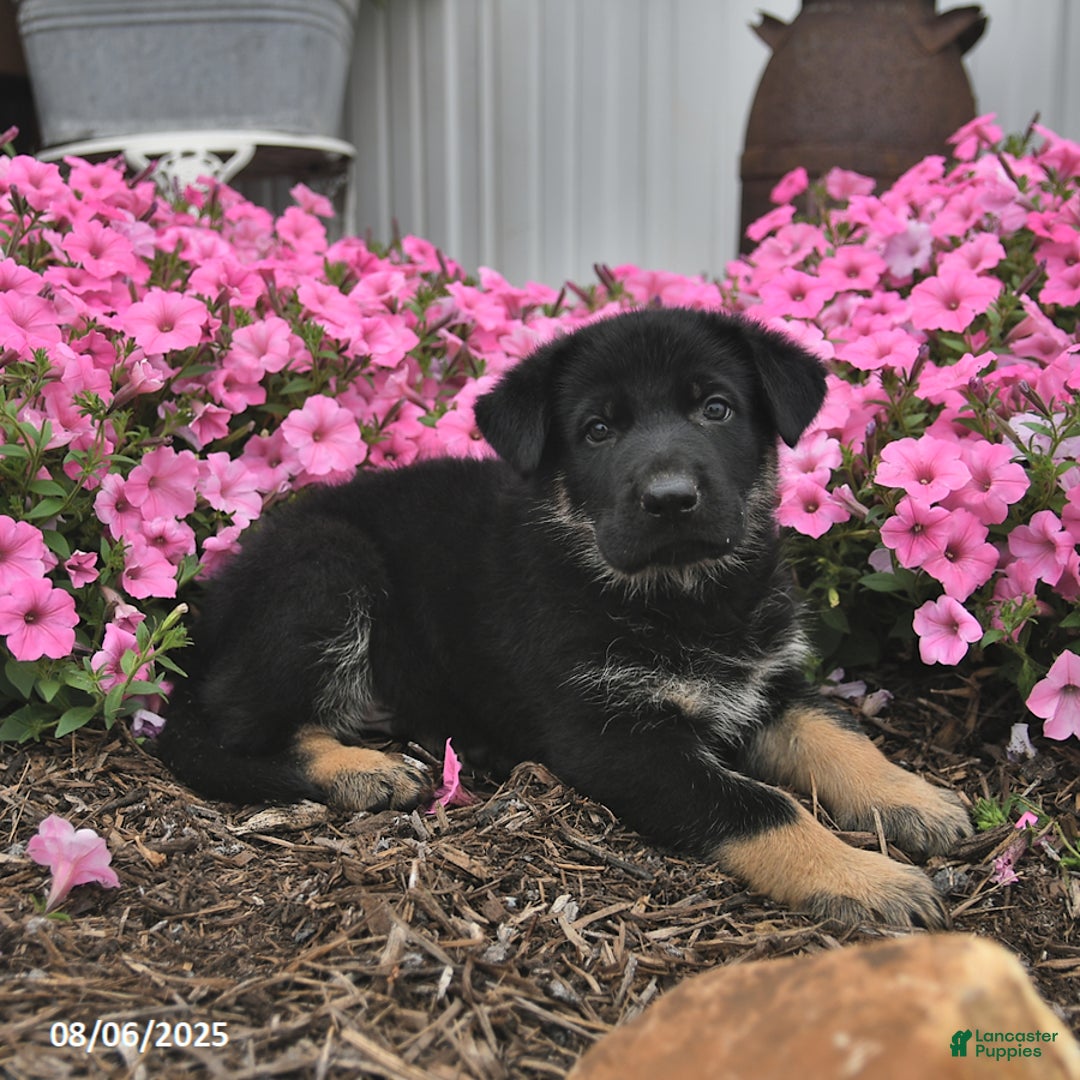 German Shepherd dogs for sale: German Shepherd 5 puppies - Image 7