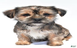 Morkie dogs for sale: Candy - Image 7