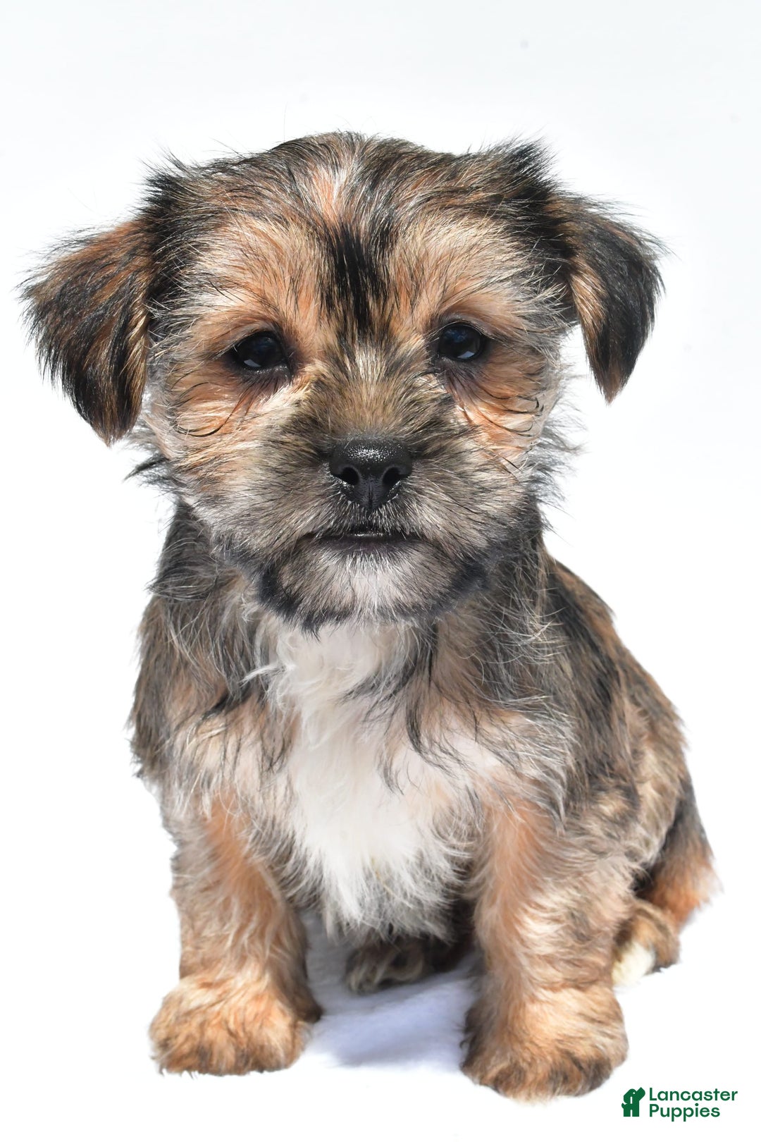 Morkie dogs for sale: Candy - Image 7