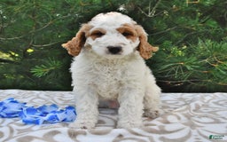Mini Goldendoodle dogs for sale: Dallas - Image 13