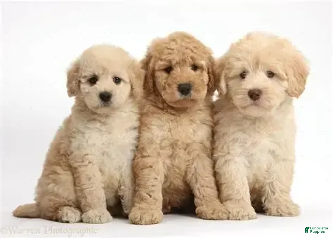 Goldendoodle dogs for sale: MIKE - Image 1
