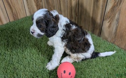 Cavapoo dogs for sale: Cocoa Girl 2 - Image 3