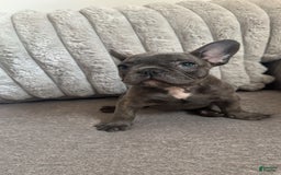 French Bulldog dogs for sale: David - Image 9