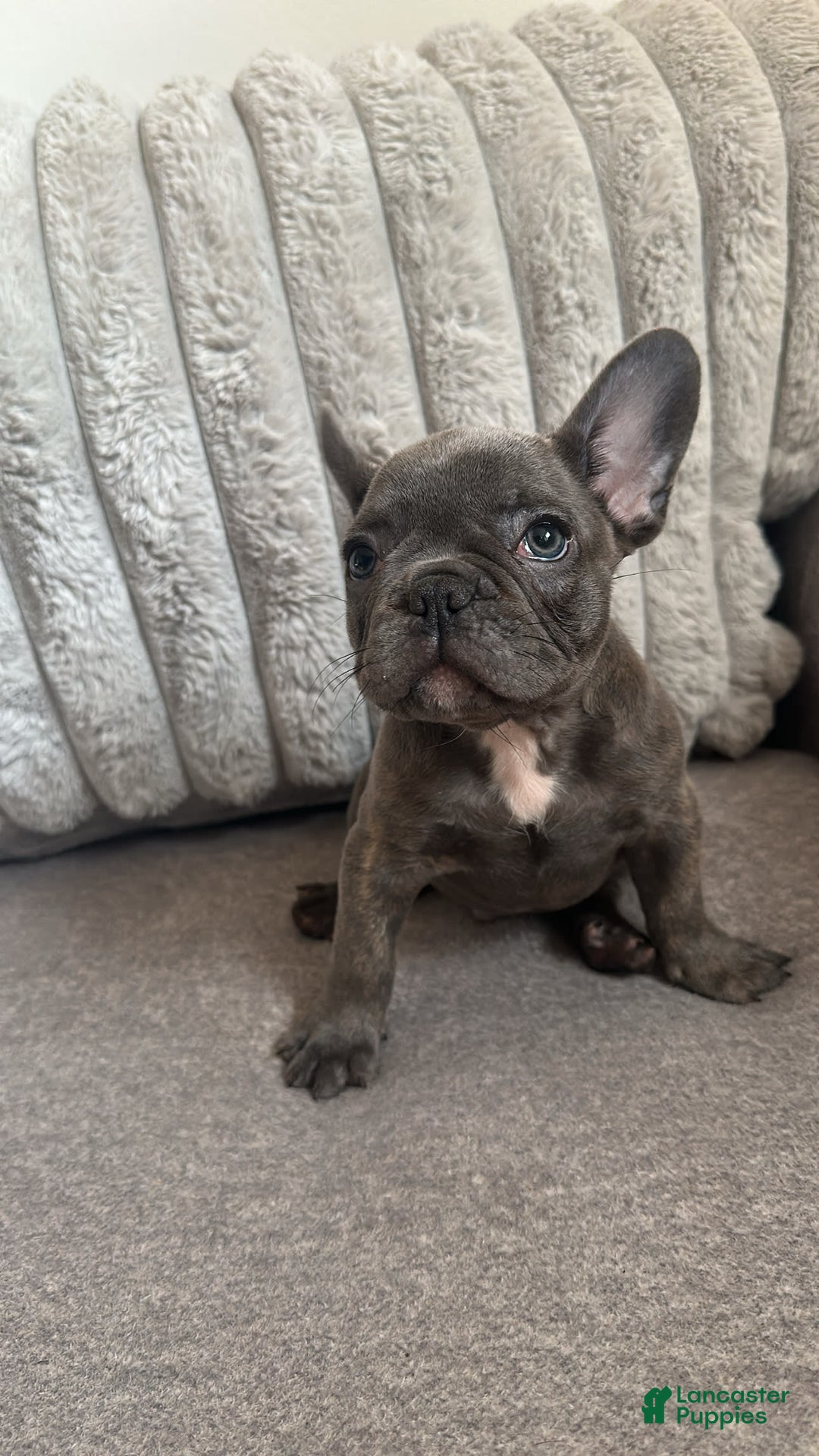 French Bulldog dogs for sale: David - Image 9