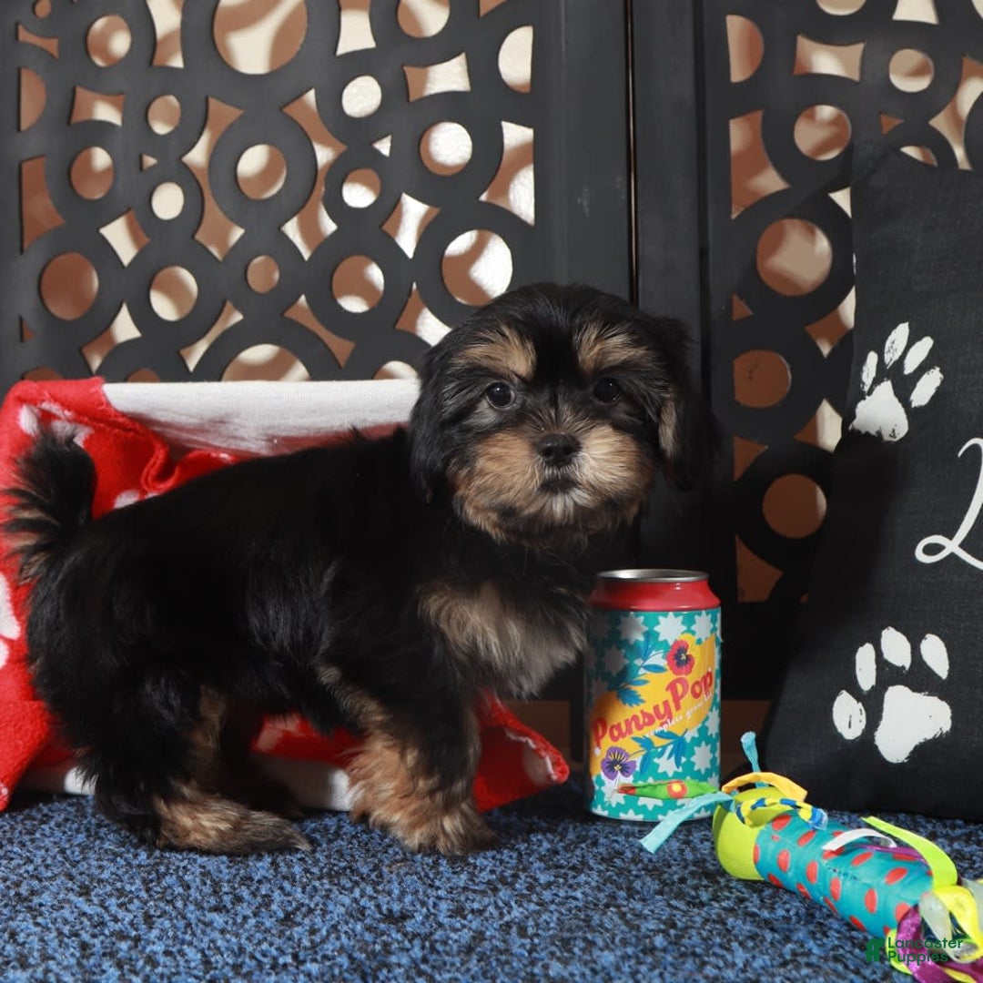 Shorkie dogs for sale: Gypsy - Image 1