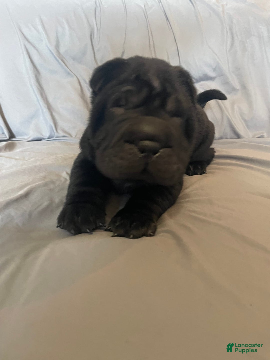Shar Pei dogs for sale: Armani Squishy-face - Image 2