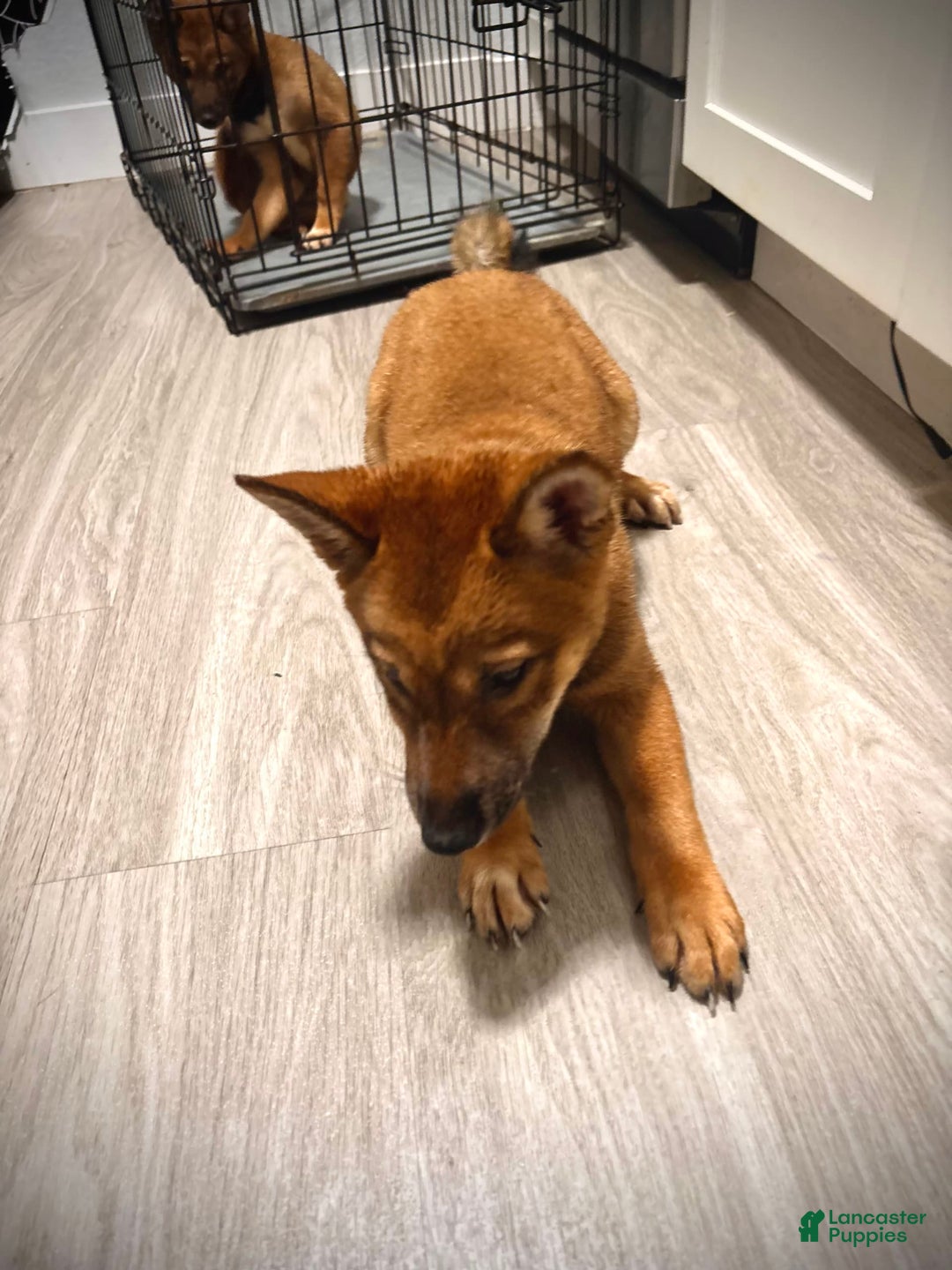 Shiba Inu dogs for sale: Ripsi - Image 1