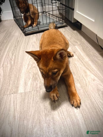 Shiba Inu dogs for sale - Ad 2