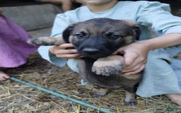 Norwegian Elkhound dogs for sale: Roscoe - Image 2