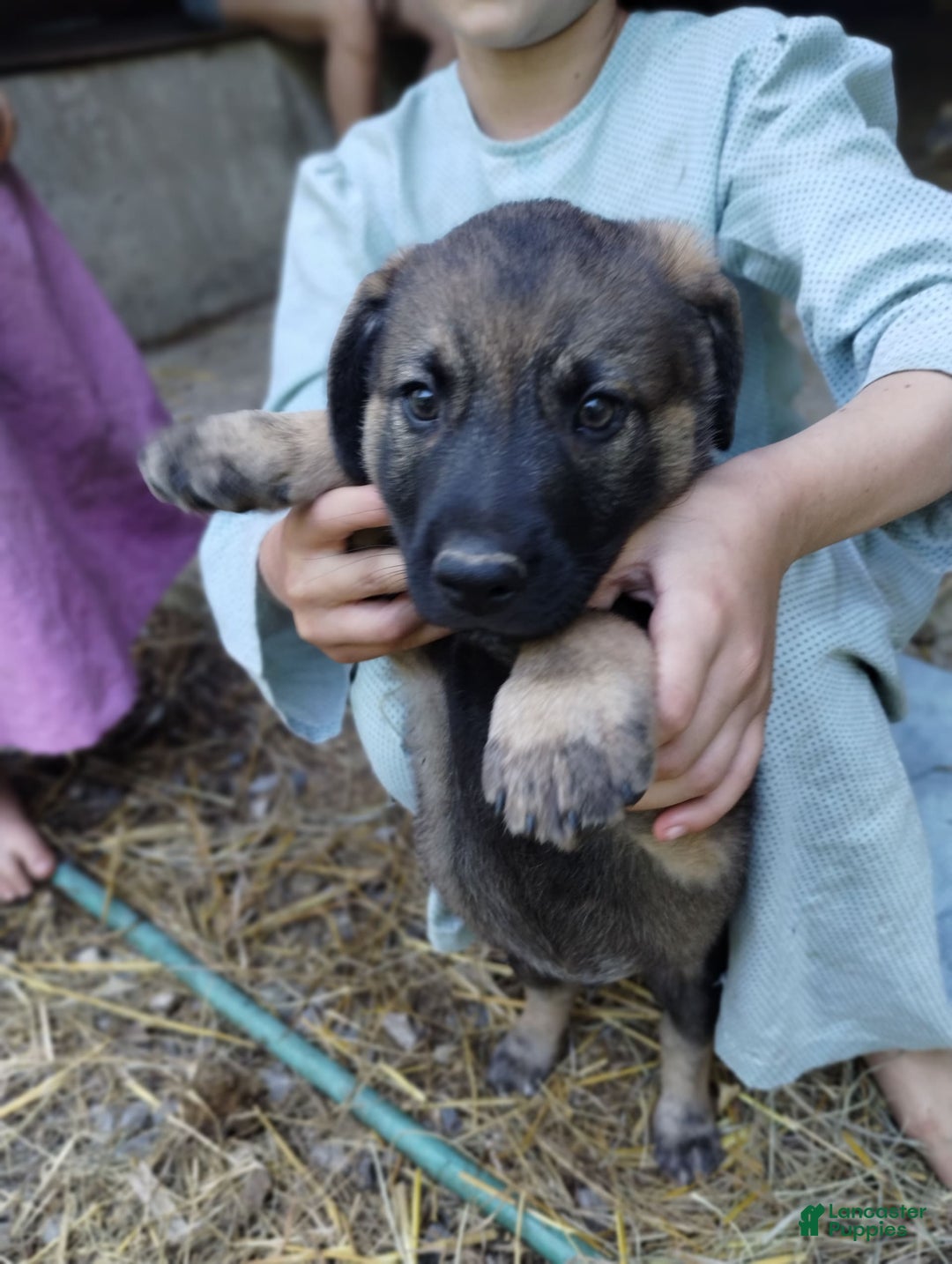 Norwegian Elkhound dogs for sale: Roscoe - Image 2