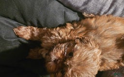 Shih Tzu dogs for sale: Not Named Yet - Image 10