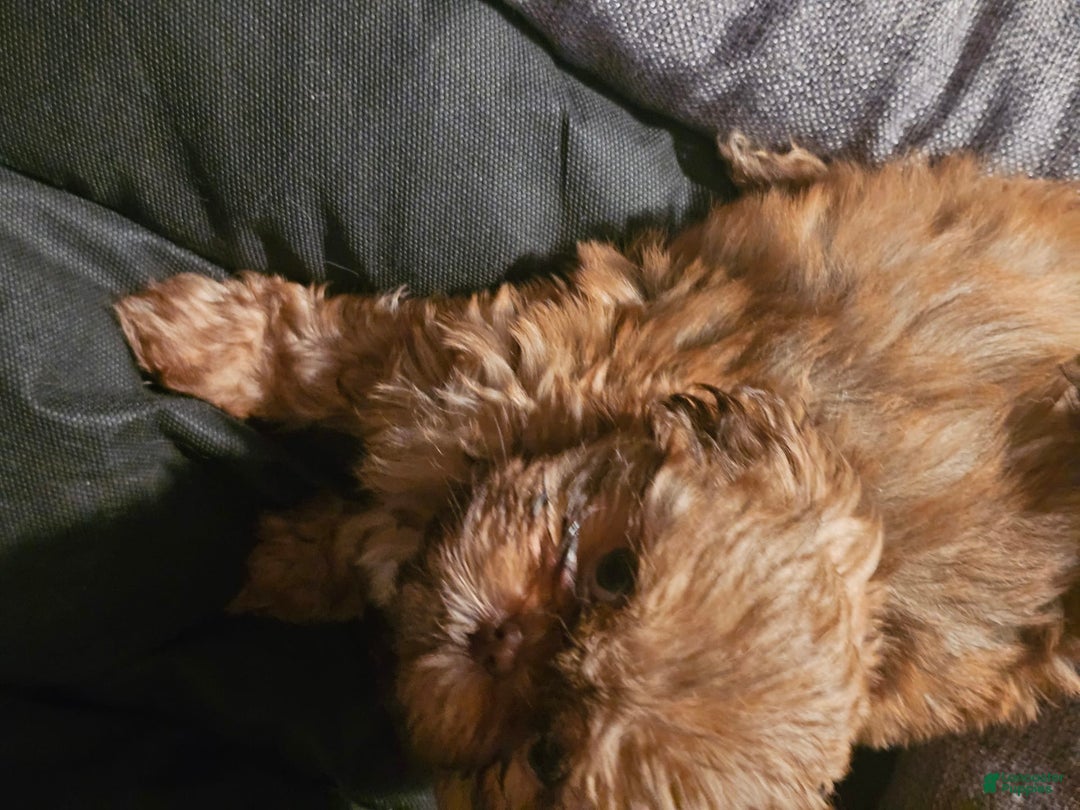 Shih Tzu dogs for sale: Not Named Yet - Image 10
