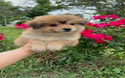 Yorkshire Terrier dogs for sale: Cooper - Image 12