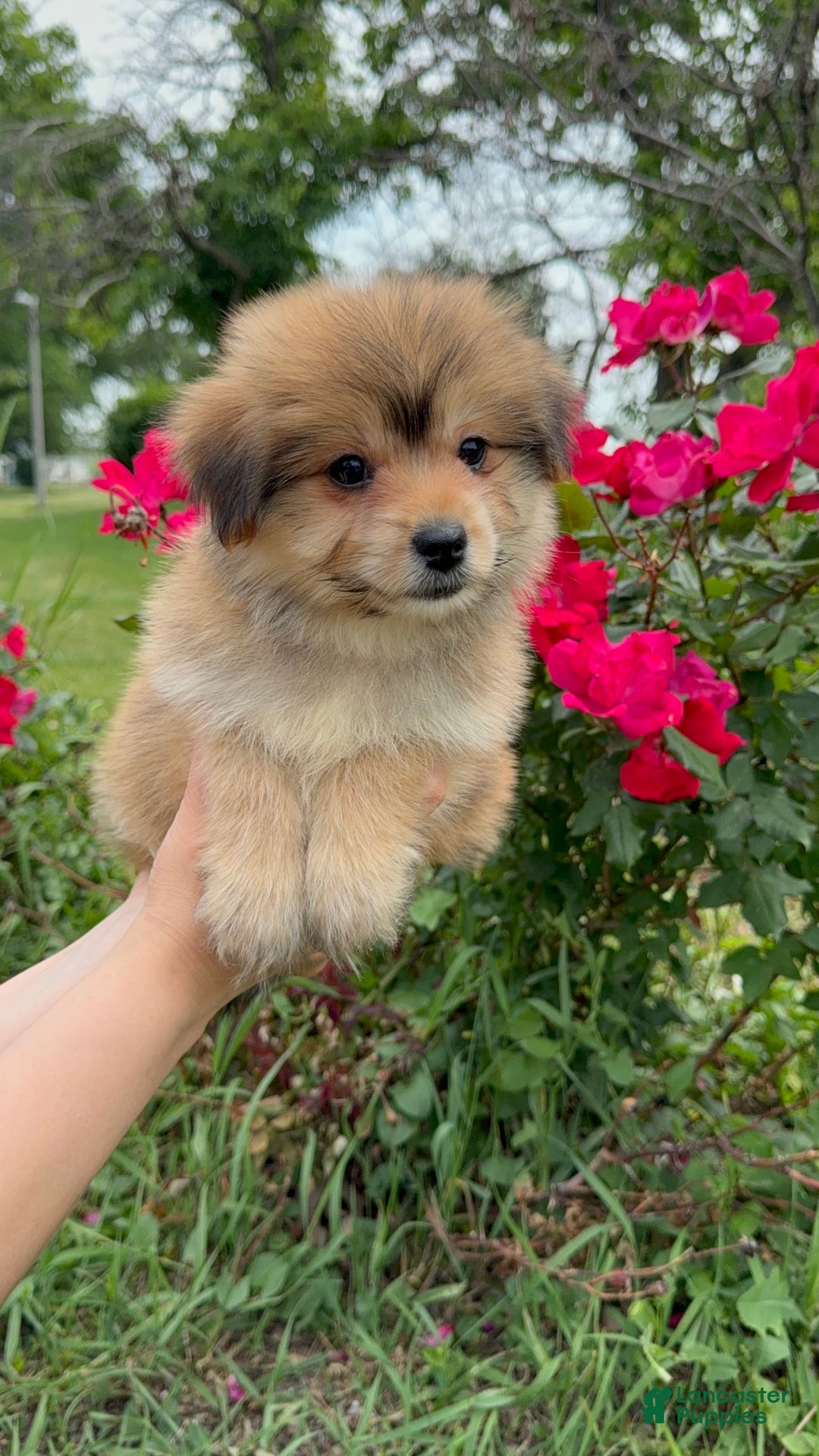 Yorkshire Terrier dogs for sale: Cooper - Image 12