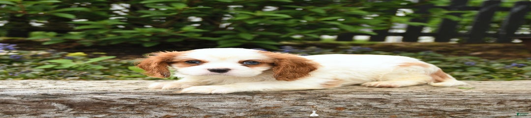 Felix