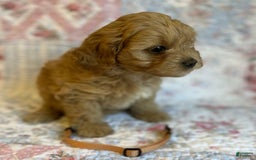 Maltipoo dogs for sale: Nora - Image 1