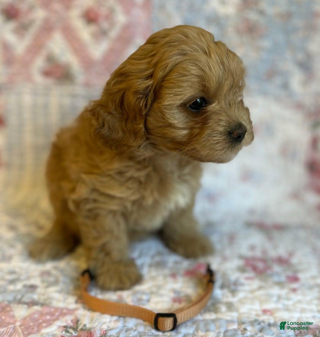 Maltipoo dogs for sale: Nora - Image 1