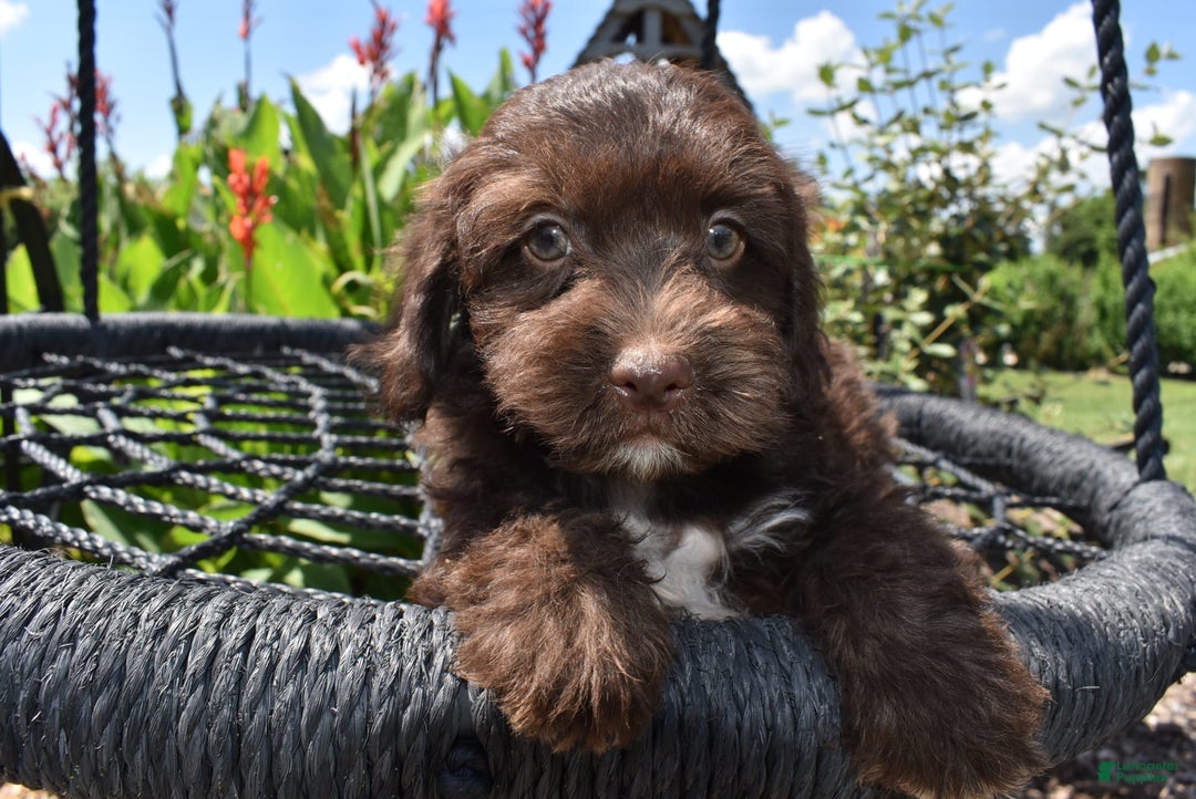 Havapoo dogs for sale: Armani - Image 7