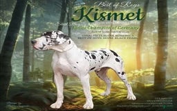 Great Dane dogs for sale: Missy - Image 32