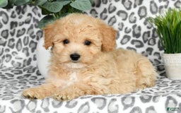 Bichpoo dogs for sale: Nora - Image 5