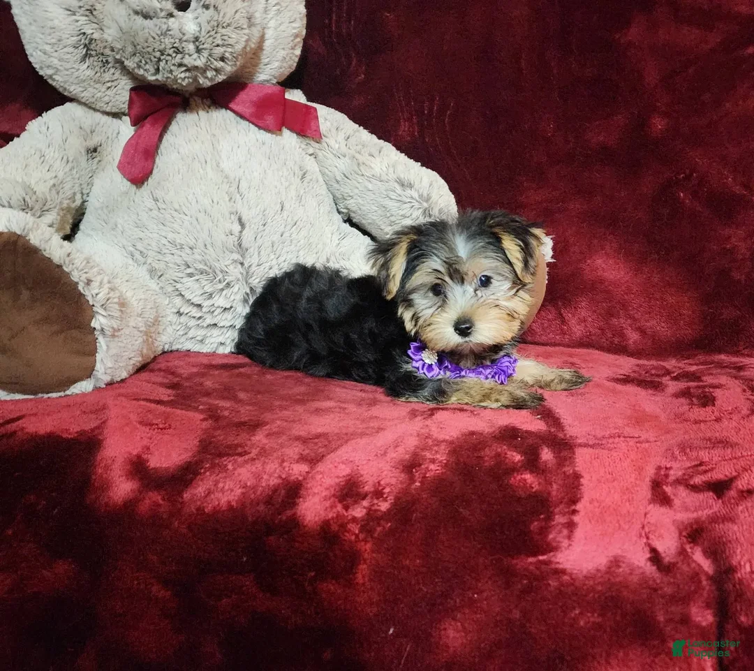 Yorkshire Terrier dogs for sale: Maui - Image 4