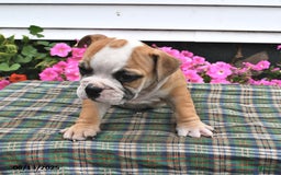 English Bulldog dogs for sale: Buster - Image 2