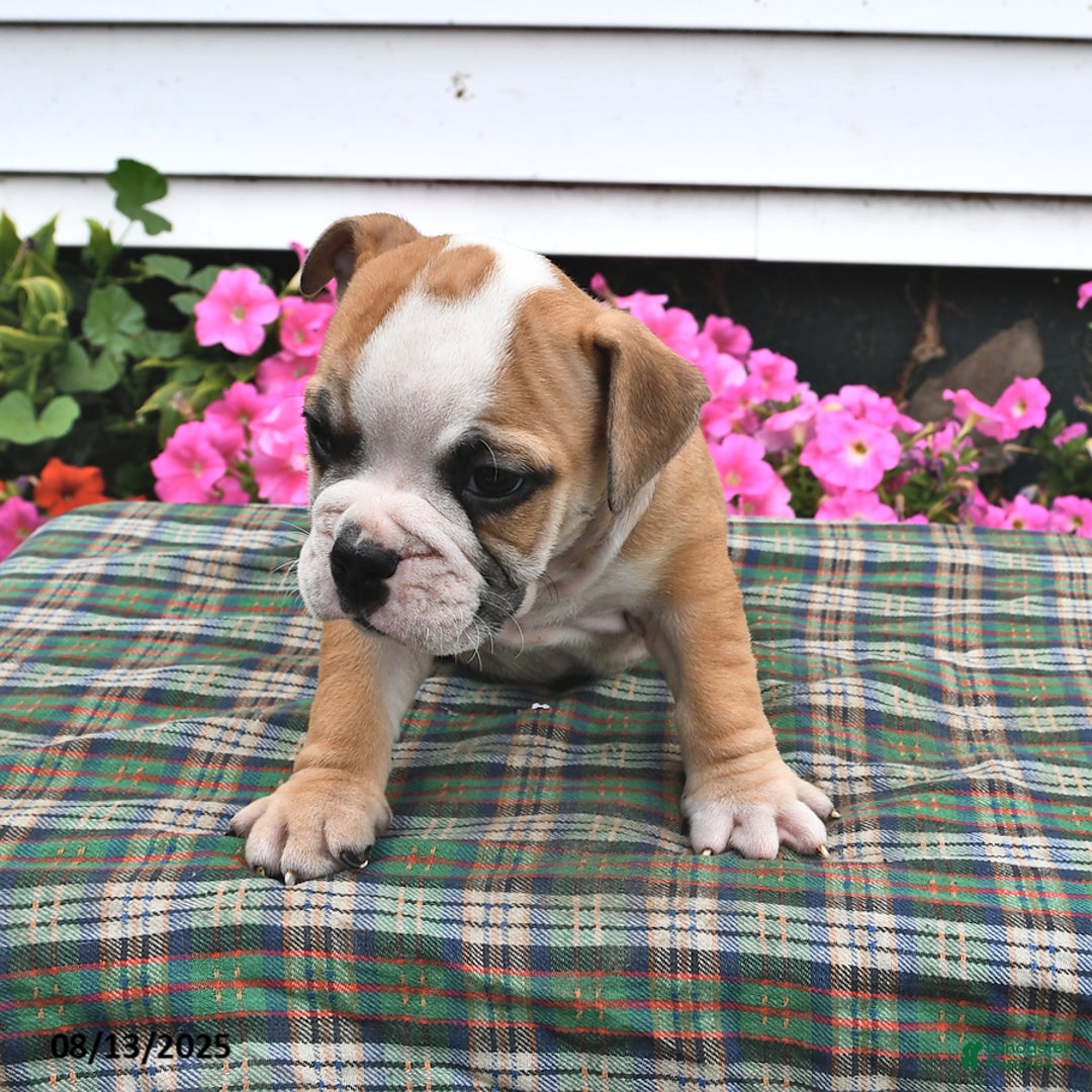 English Bulldog dogs for sale: Buster - Image 2
