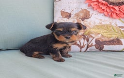 Yorkshire Terrier dogs for sale: Chase - Image 1