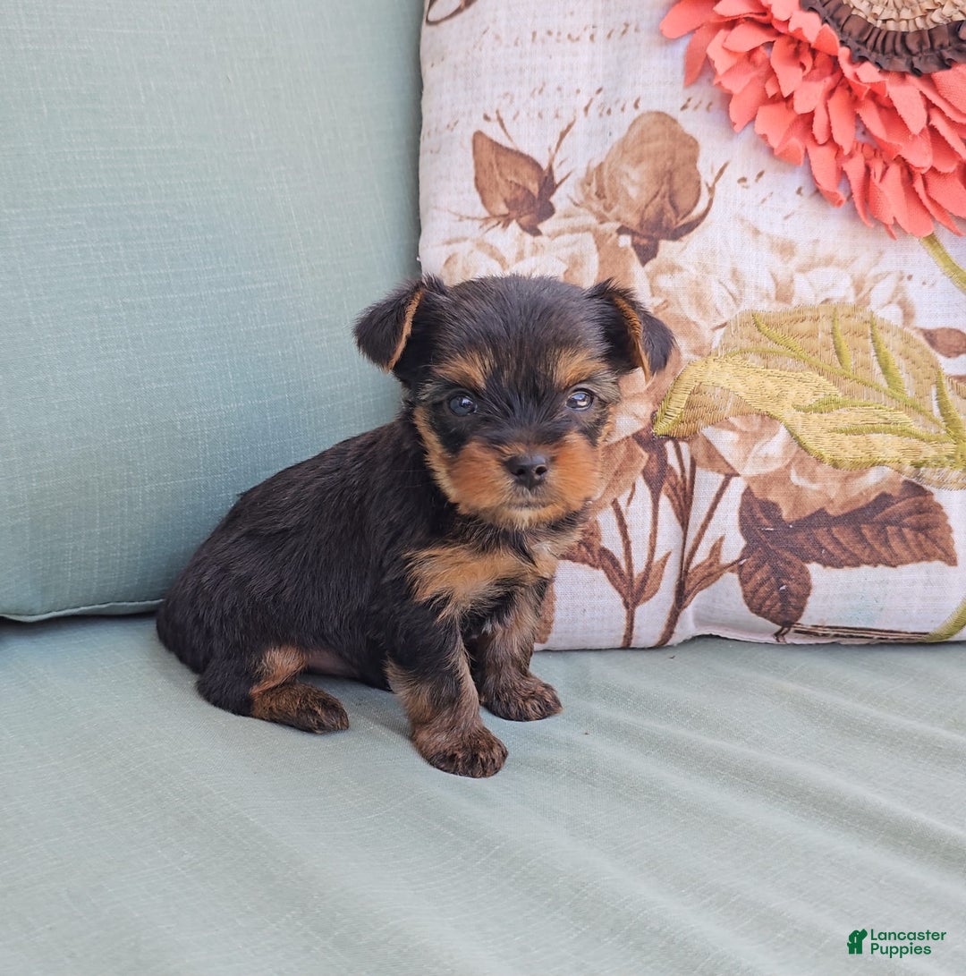 Yorkshire Terrier dogs for sale: Chase - Image 1