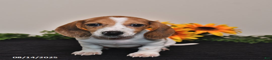 Rosie