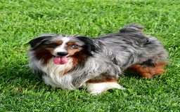 Miniature Australian Shepherd dogs for sale: Natasha - Image 16