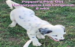Dalmatian dogs for sale: Peppers Pink Girl - Image 10